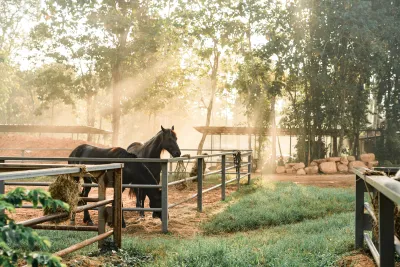 Morcea Horse Academy