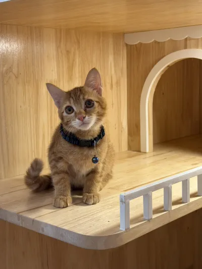 Purrfect Stay Cat Hotel Phuket