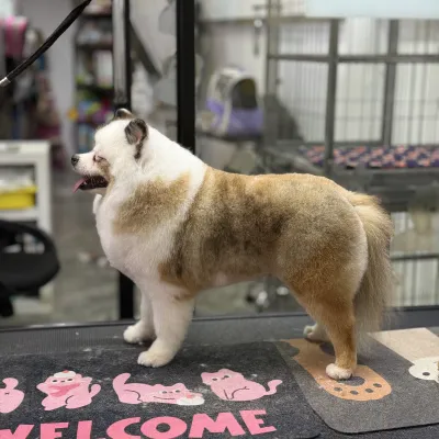 Smilepet & grooming