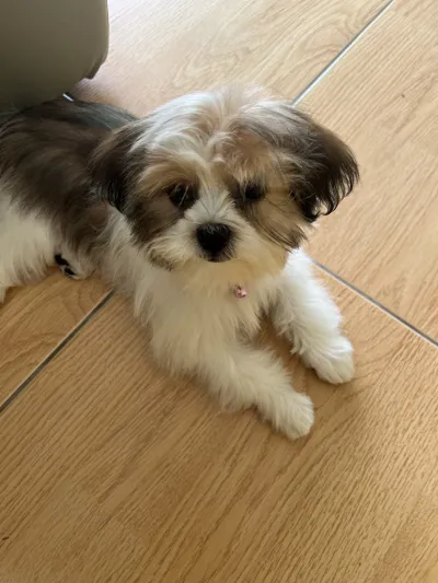 102 Pet Friends Grooming Services Hua Hin