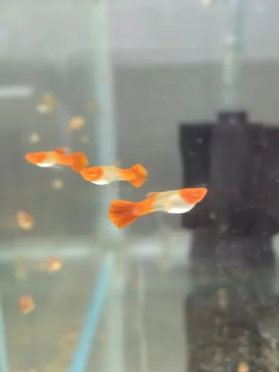 PK GUPPY Hua-Hin