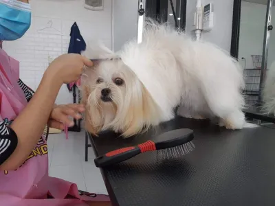 dog so cool