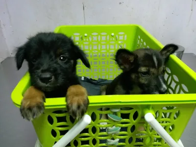 Phetra Veterinary
