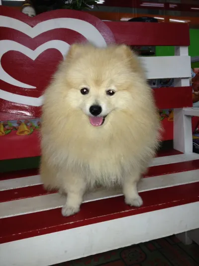 Bang Bo Veterinary