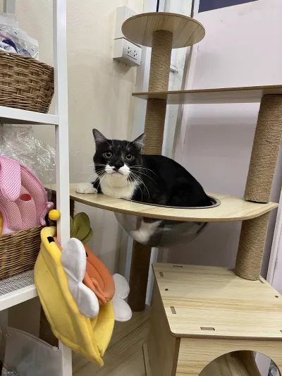 Myhomepetclinic