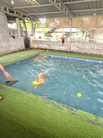 dogplayground