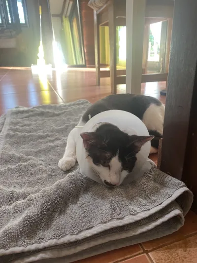 Phangan Veterinary Clinic