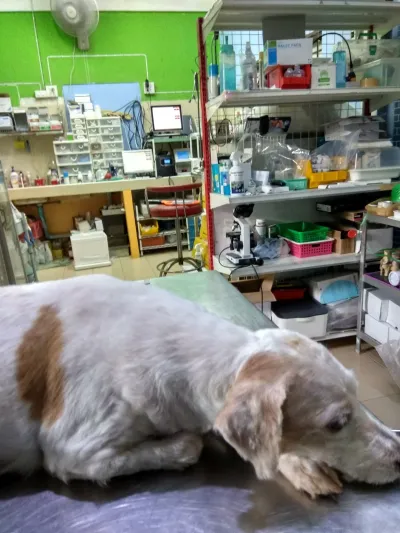 Veterinarian