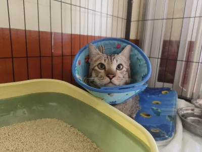 Gan aeng Animal Clinic