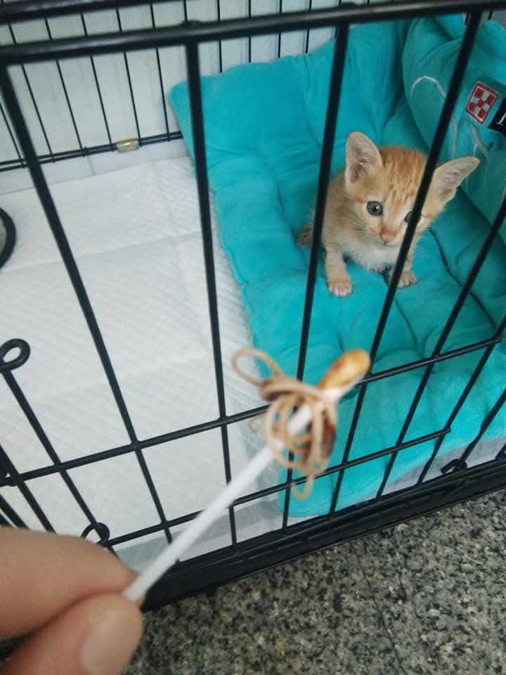 Community Veterinarian