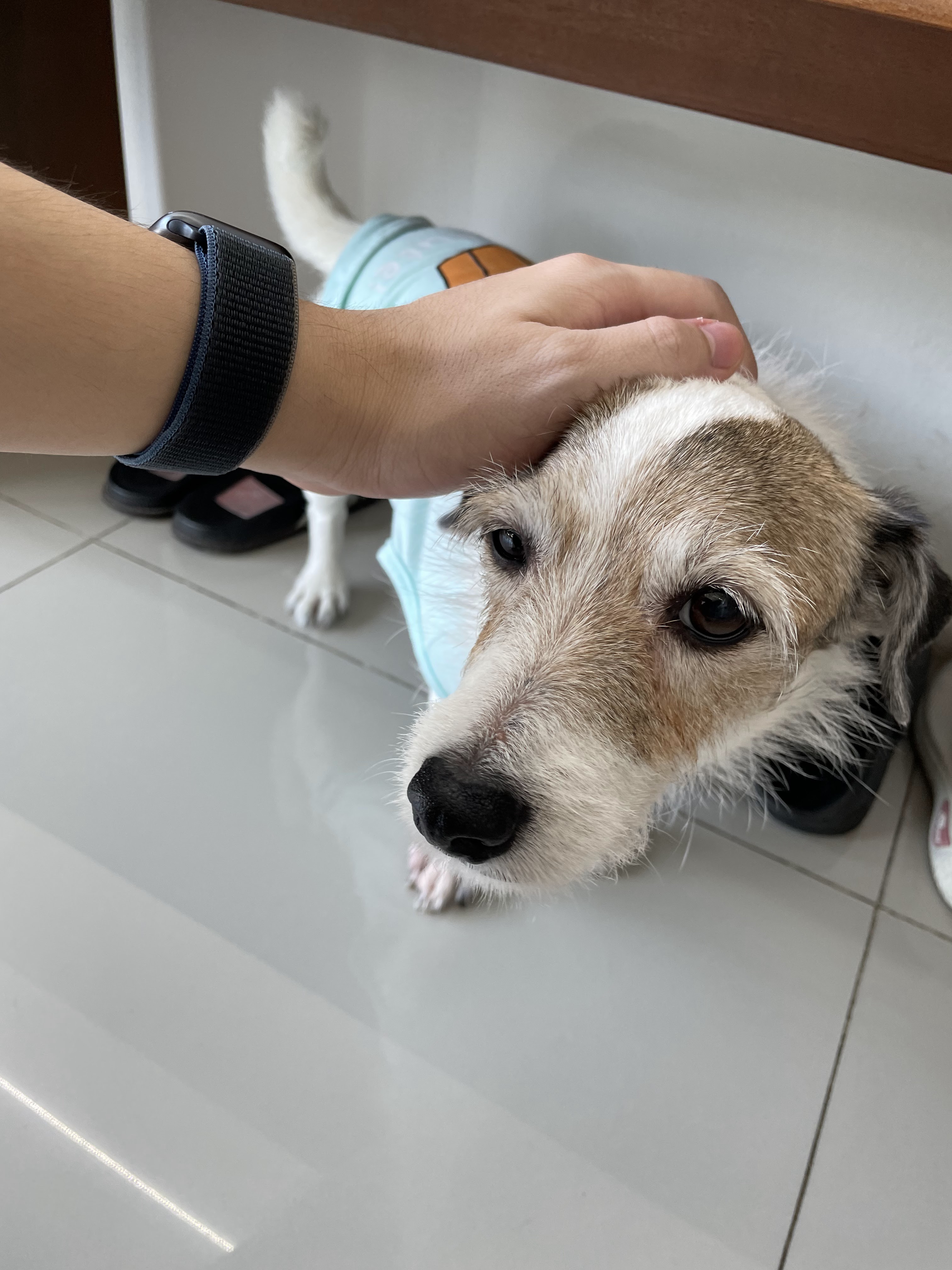 B-Safe Animal Hospital