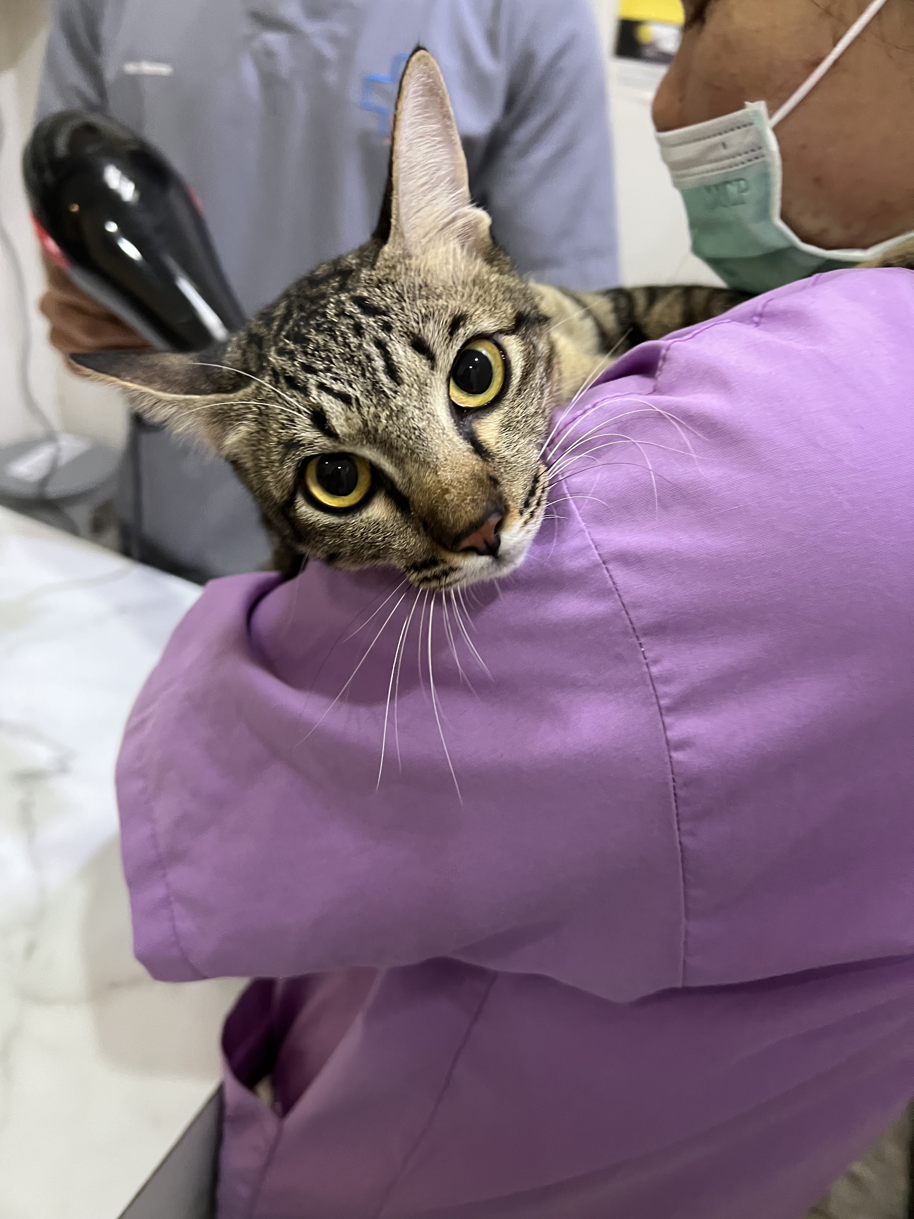 Deerak Animal Hospital