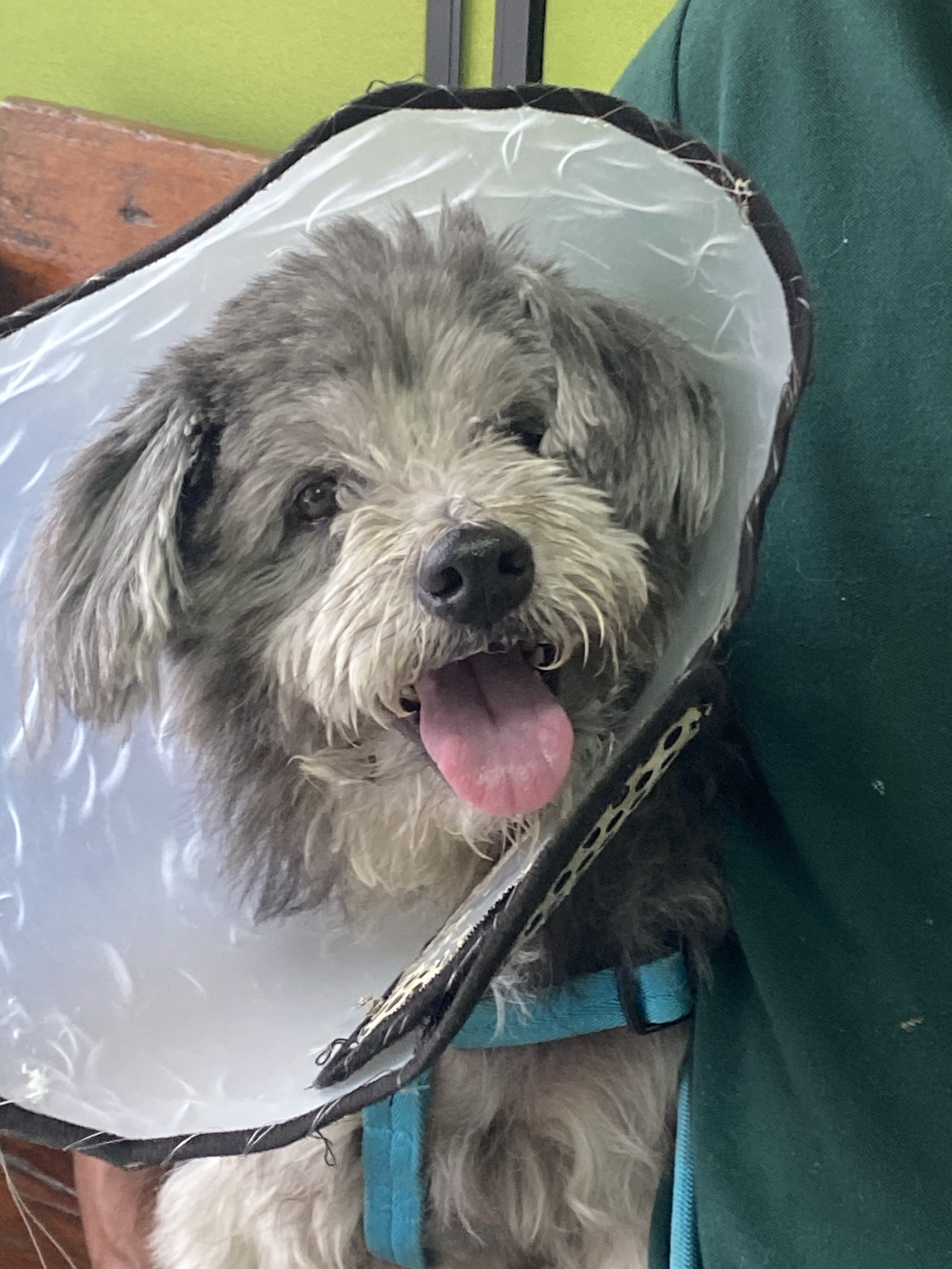 Veterinary Clinic, Bangkok 7, Bangkok Noi