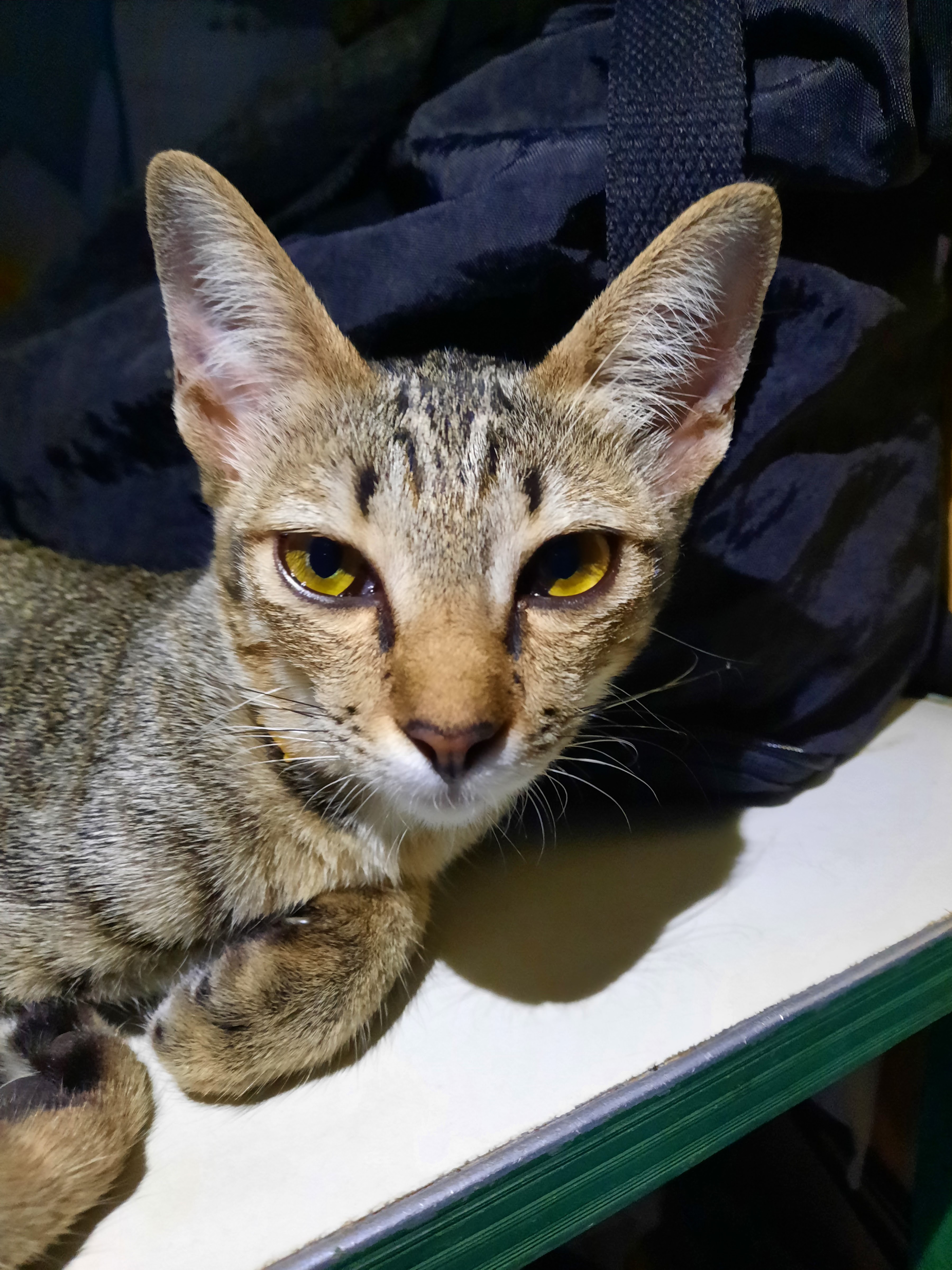 Samit Animal Hospital