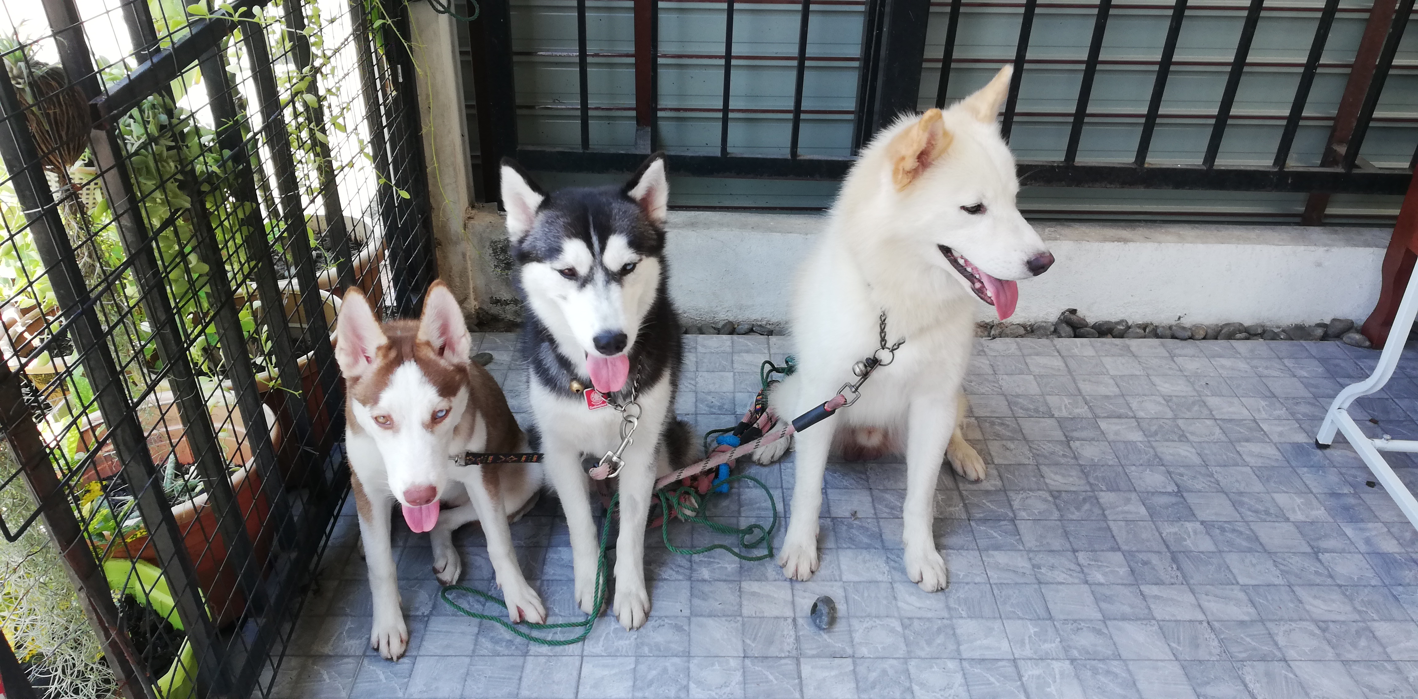 Yaoporn Animal Hospital