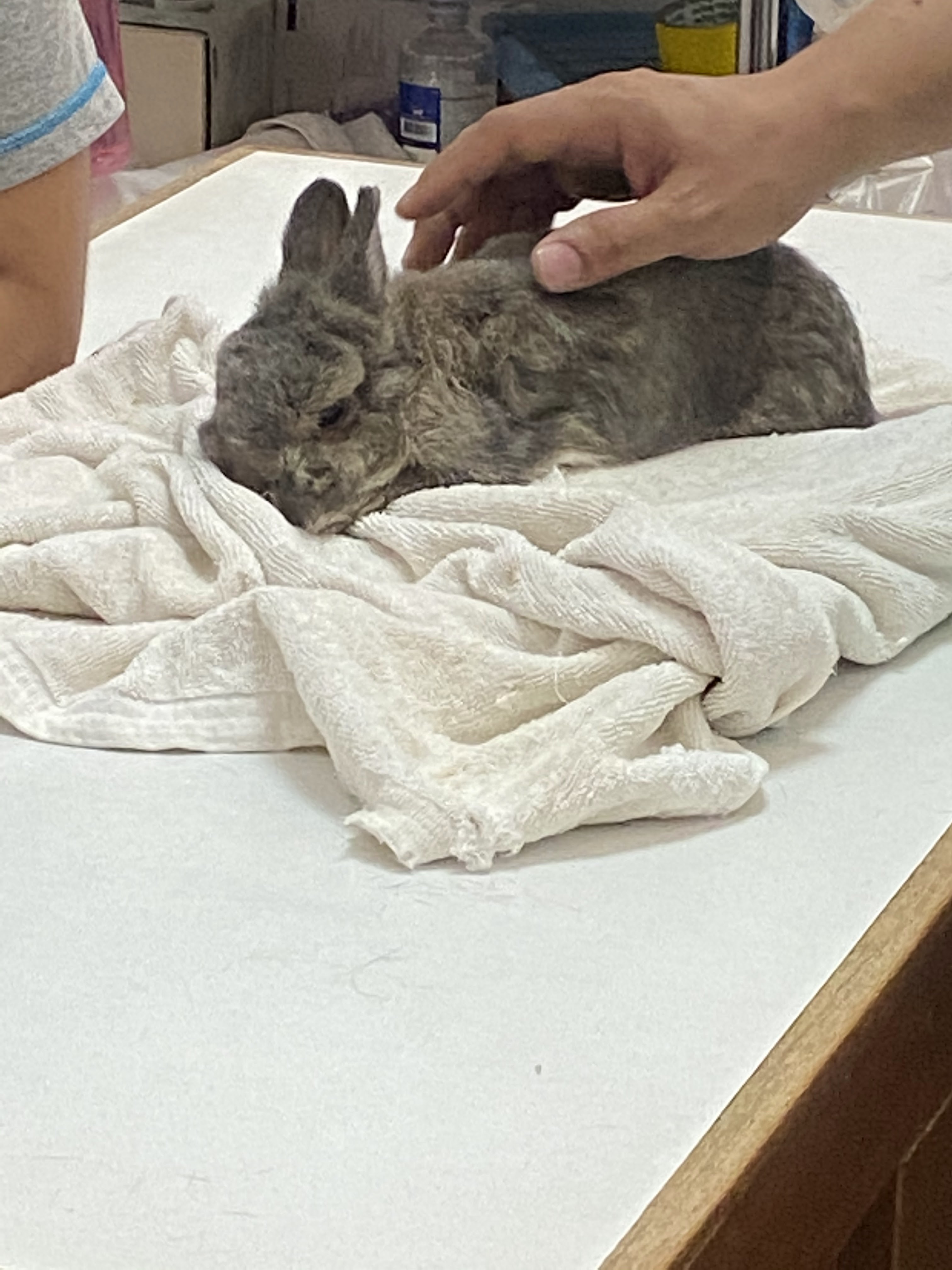 Prakha Uthit Animal Hospital