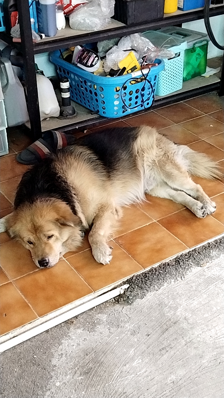 Animal Protection Clinic