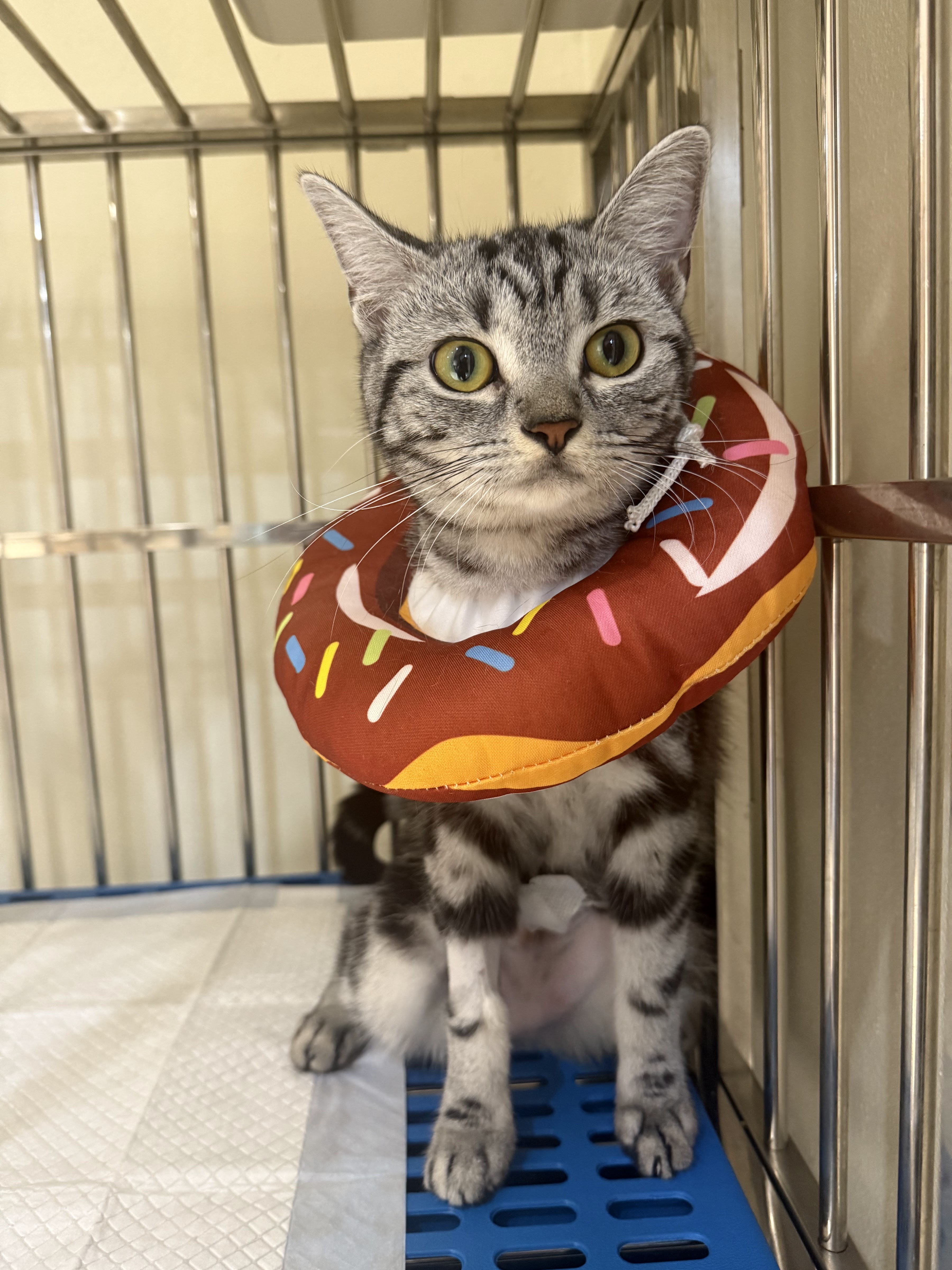 Wetcide Animal Hospital