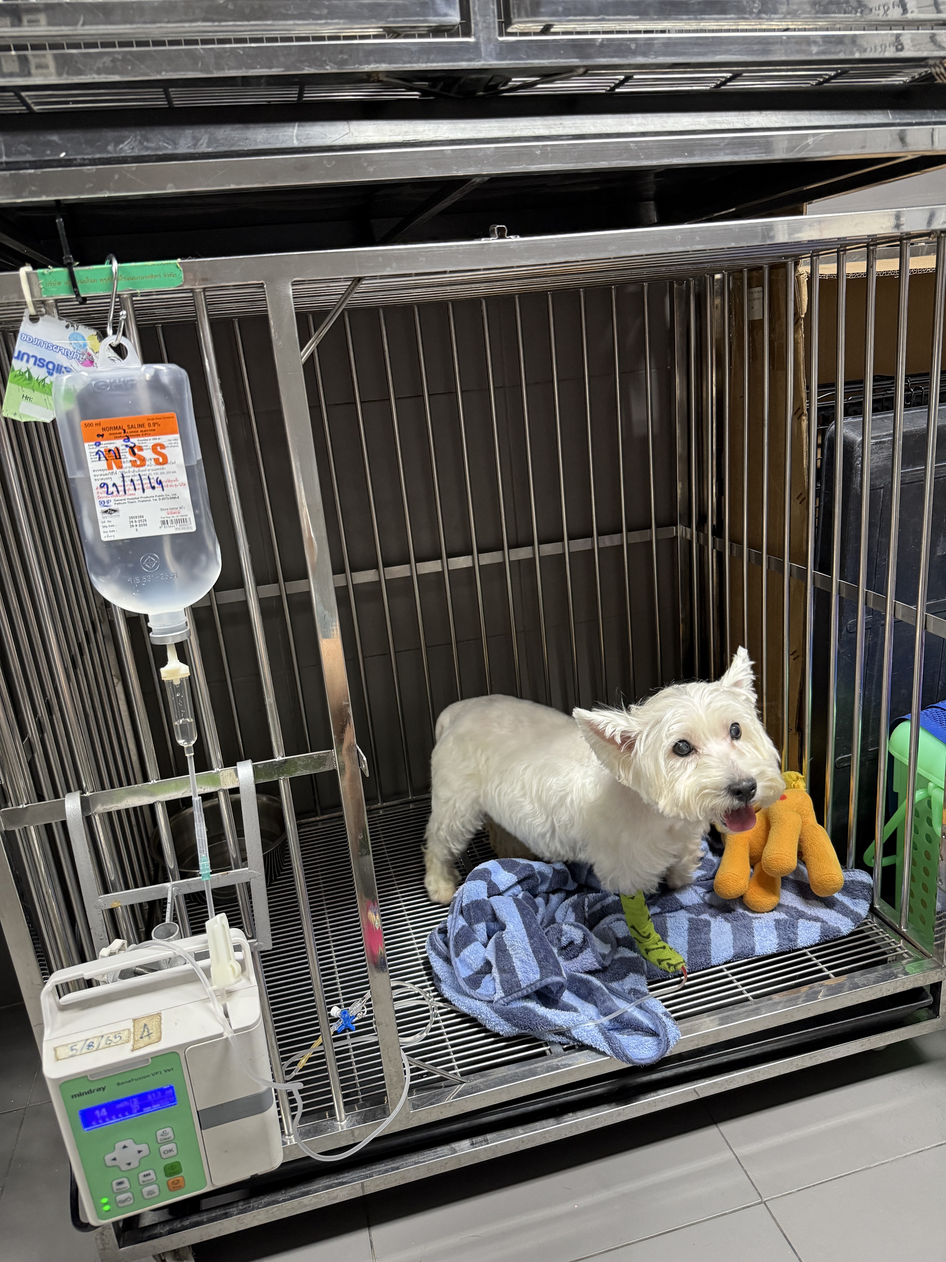 Taweerak Animal Hospital