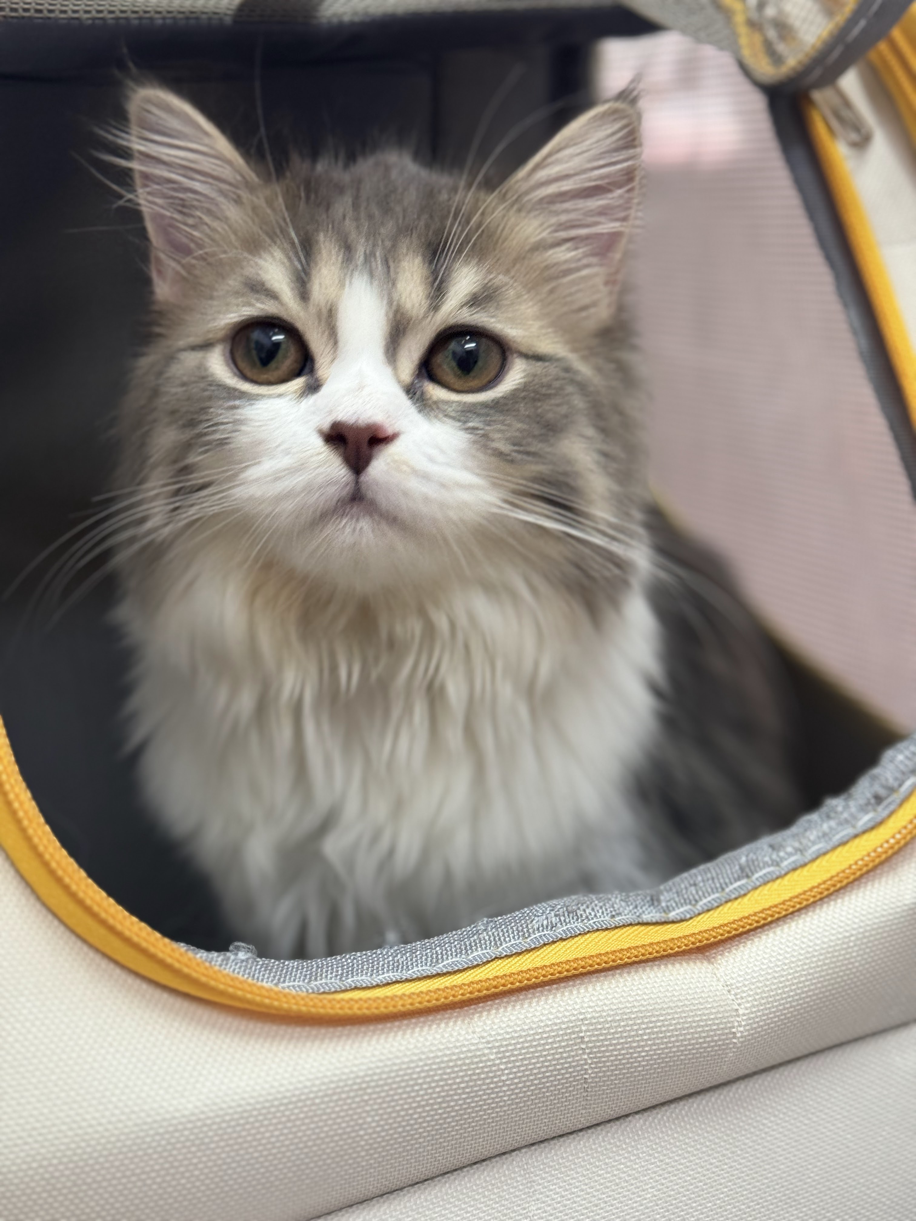 Pet at Home Animal Treatment