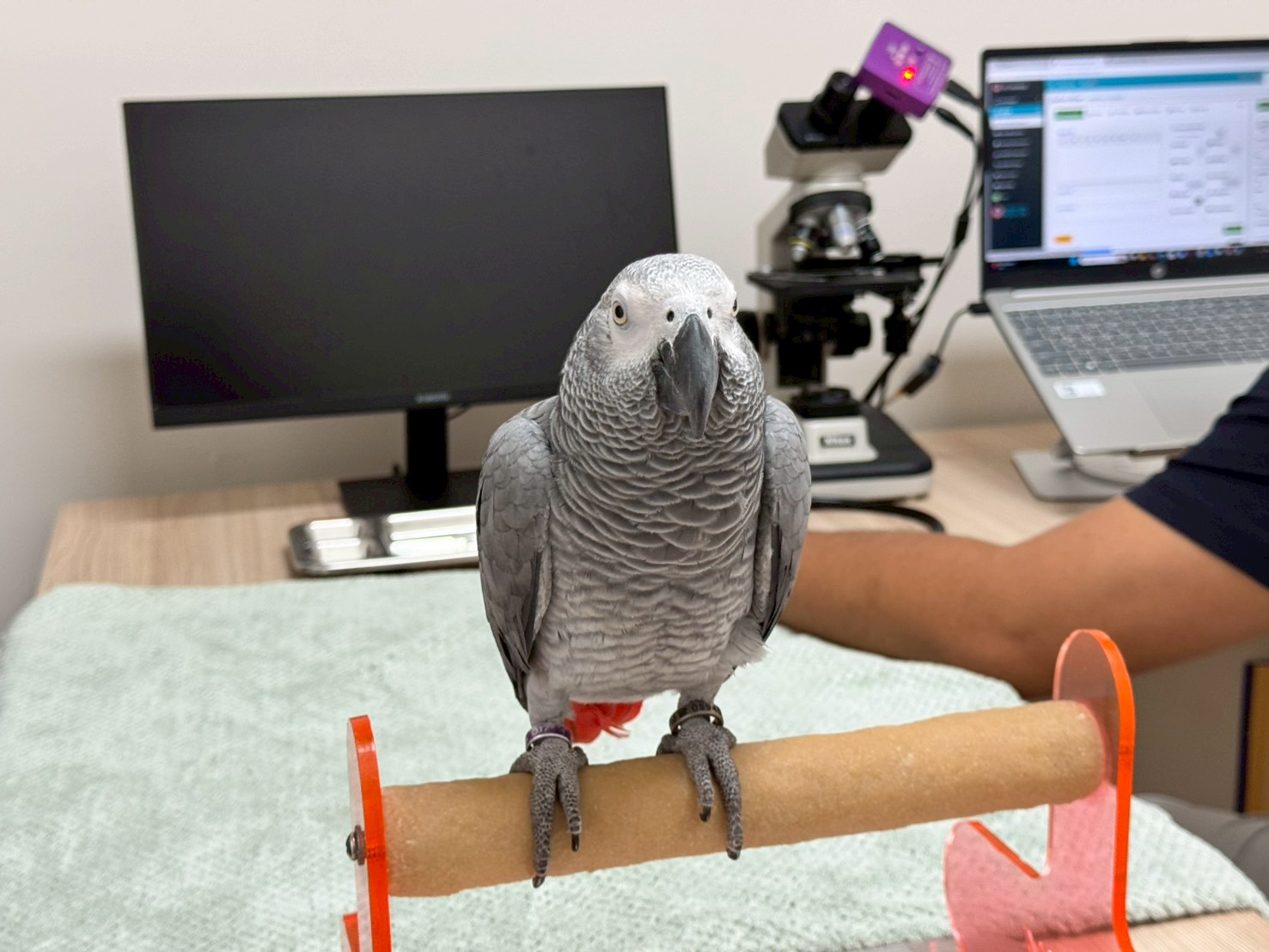 Amazon Animal Hospital