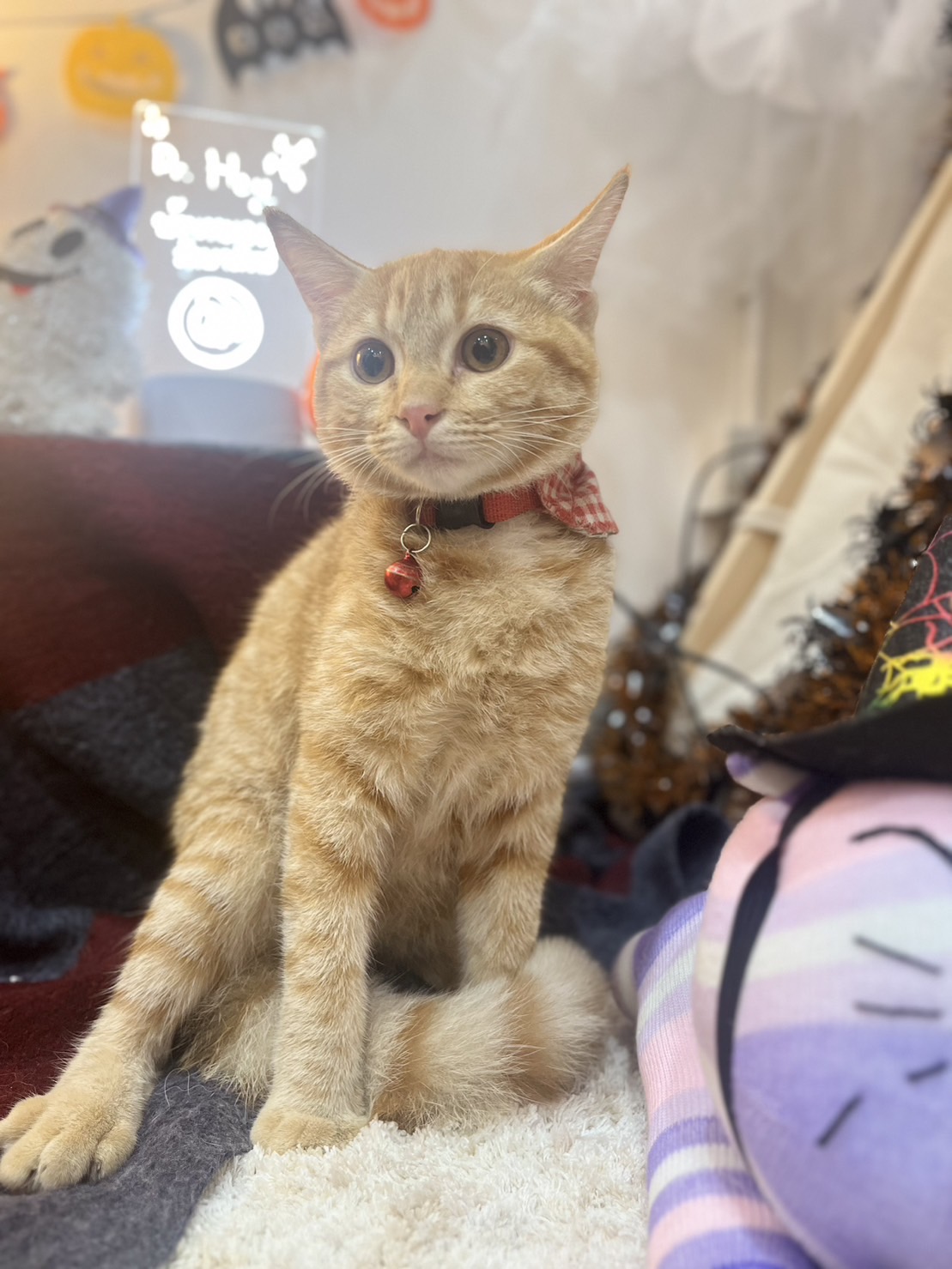 Dr. He's home to treat animals