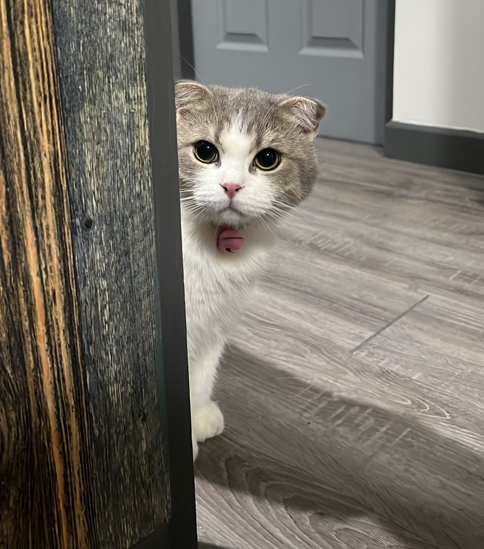 D-D Animal Clinic