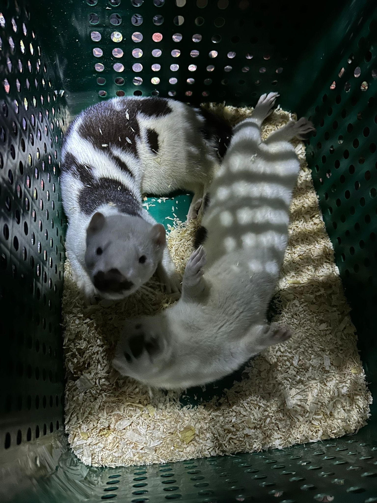 108 Breeding Farm