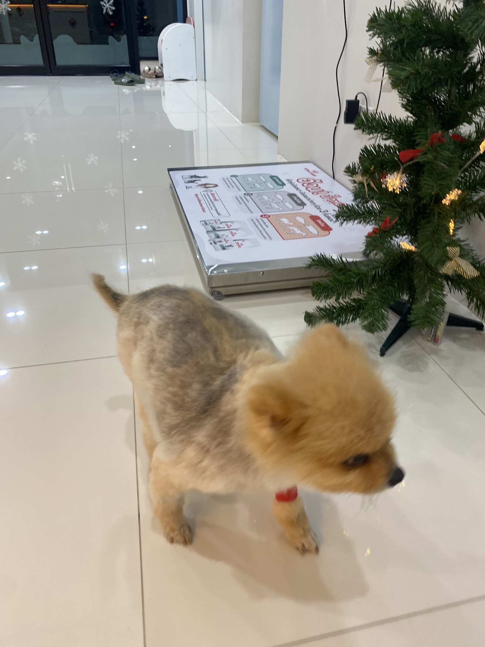 All Best Pet Hospital