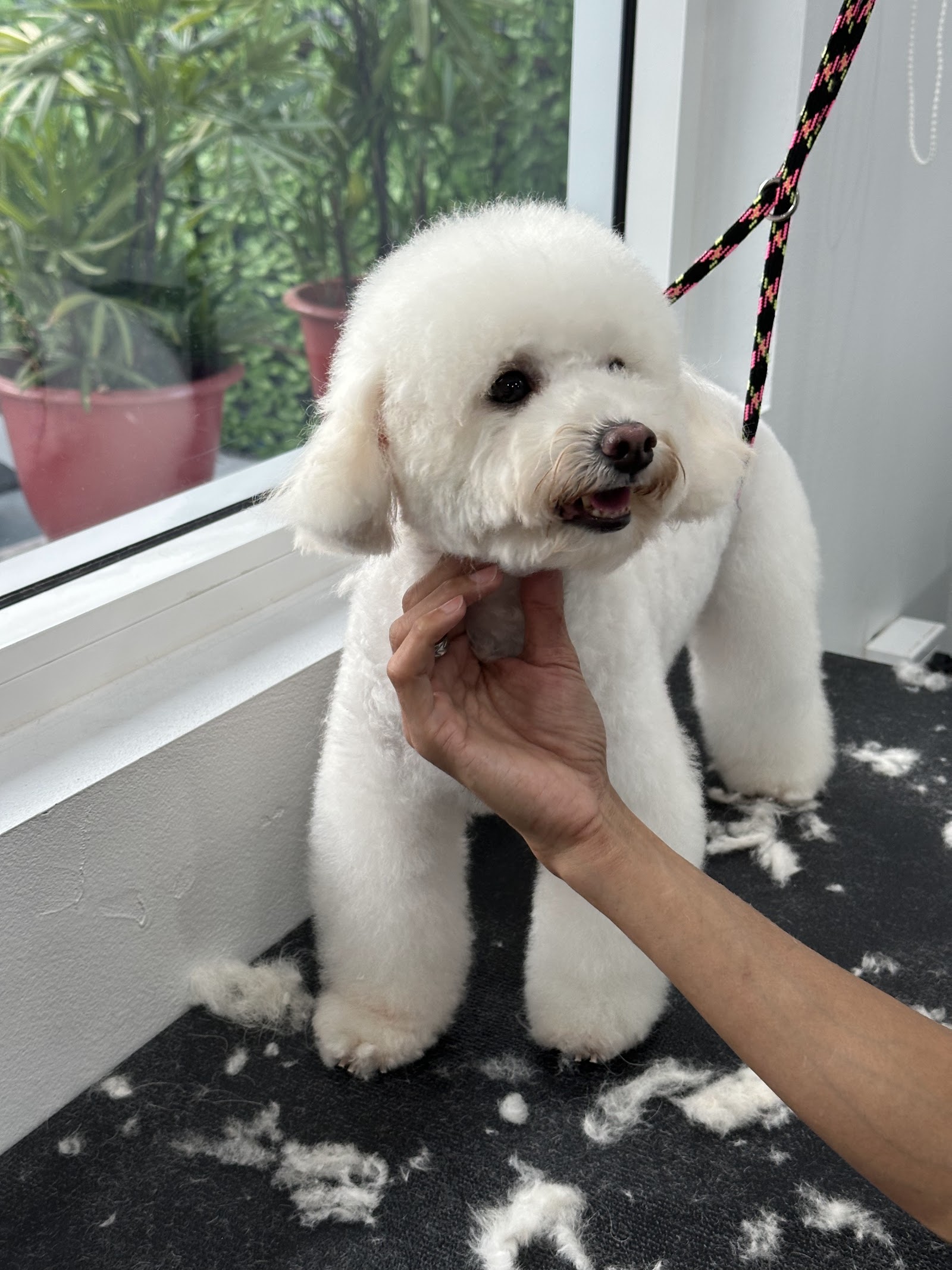 Alpha Pet Care