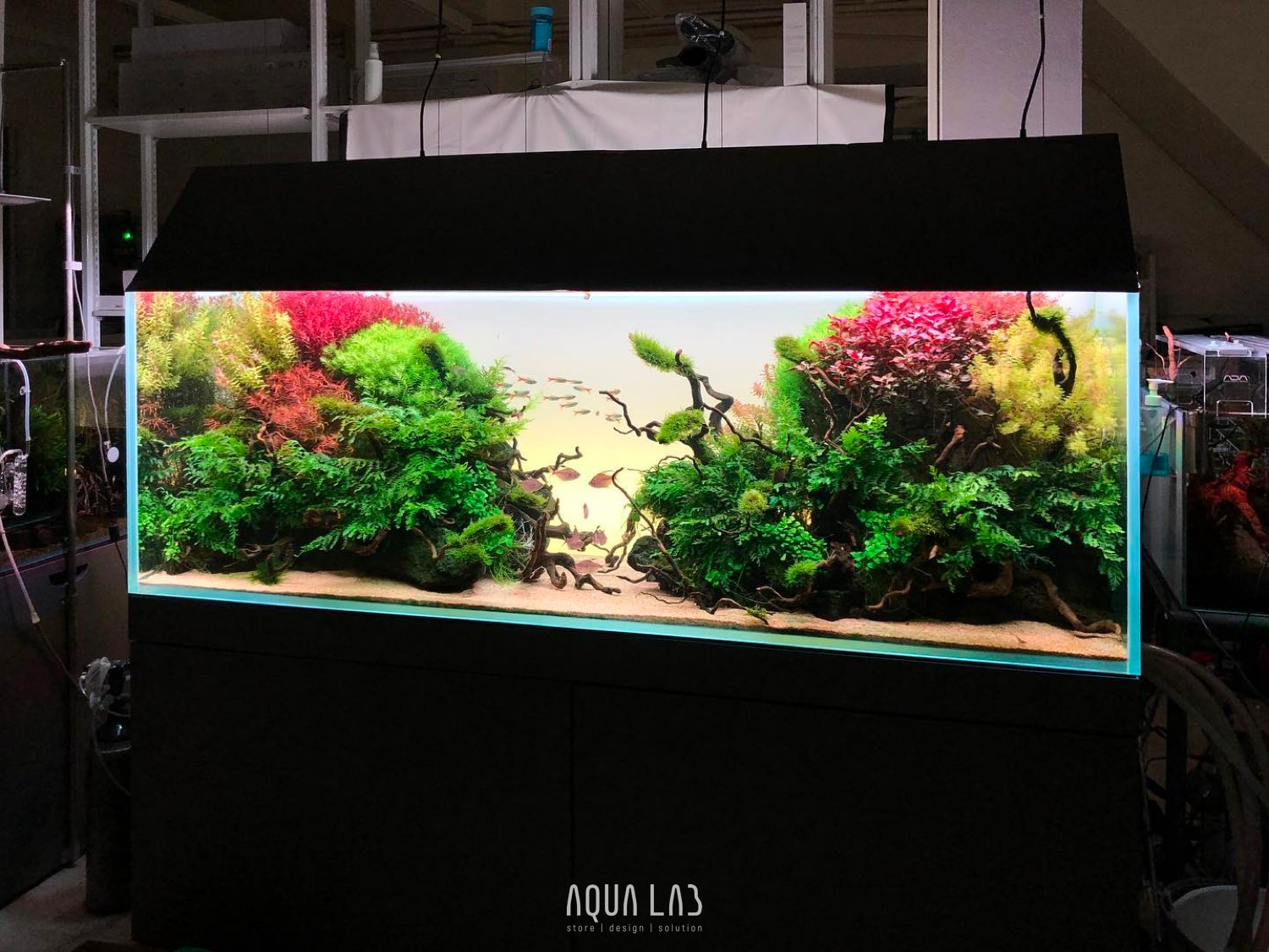 AQUA LAB Store + Design & Solution