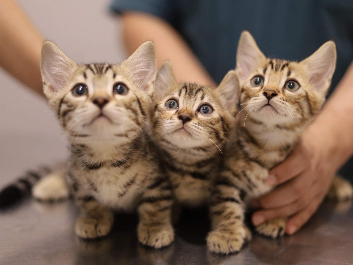 Atrium Latkrabang-Onnut Vet Care