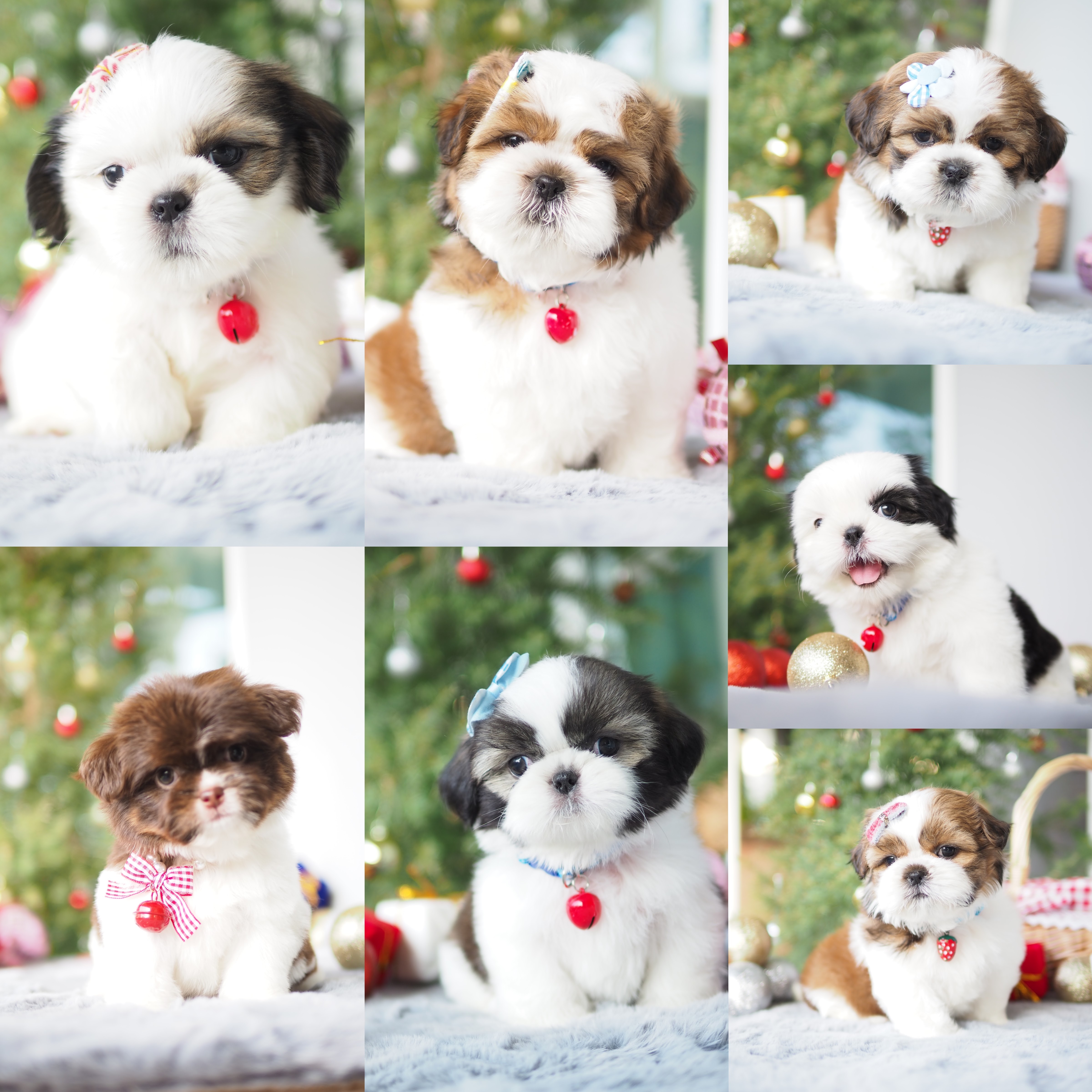Baan Kibzaa Shihtzu