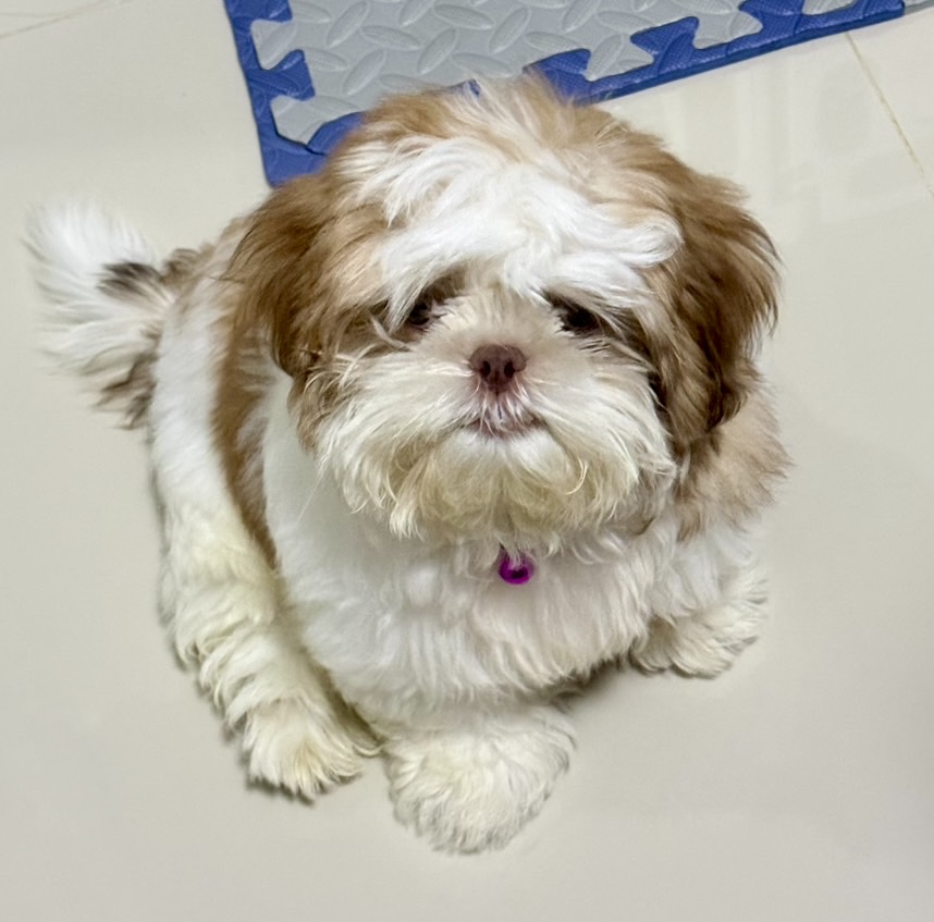 Baan Kibzaa Shihtzu