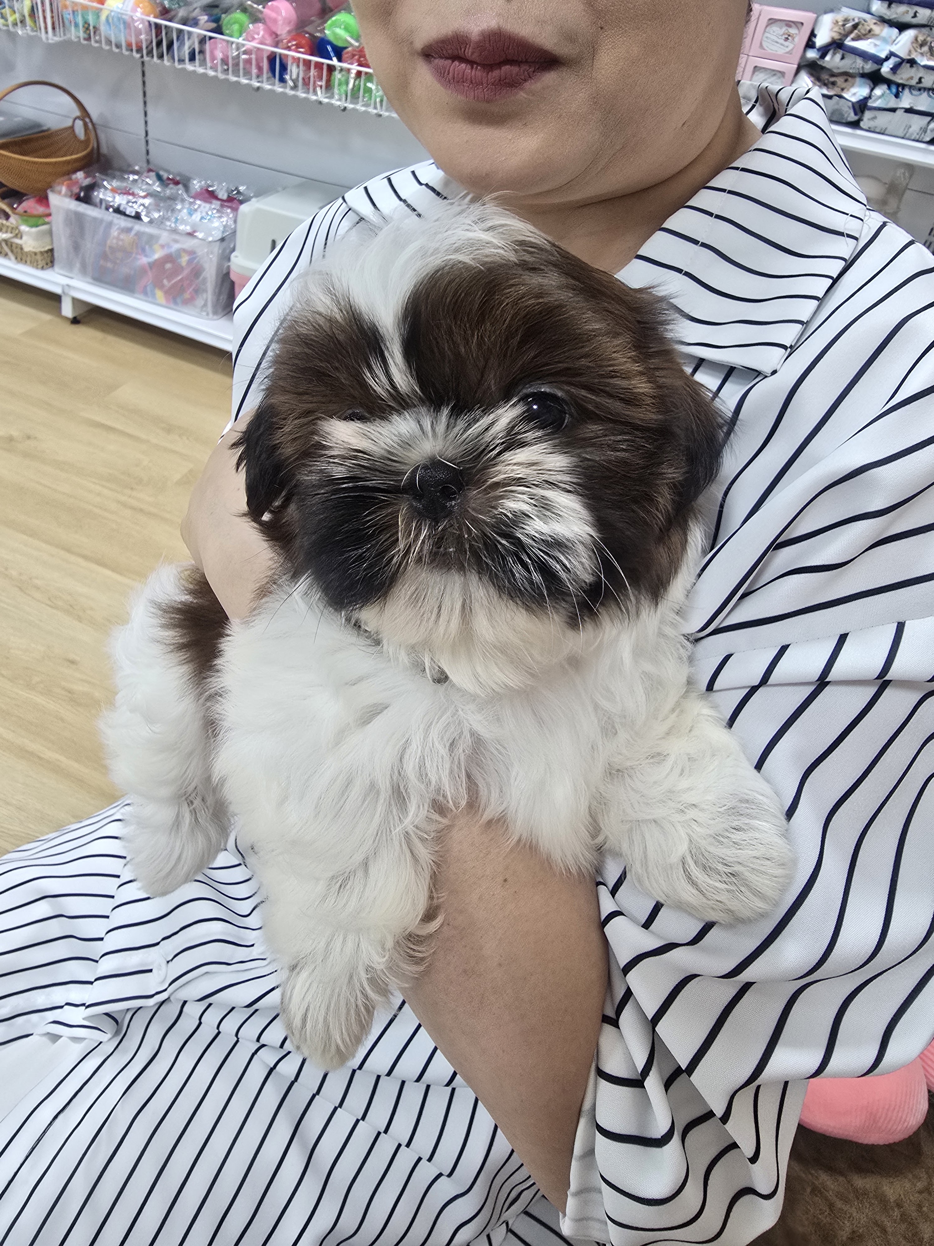 Baan Kibzaa Shihtzu