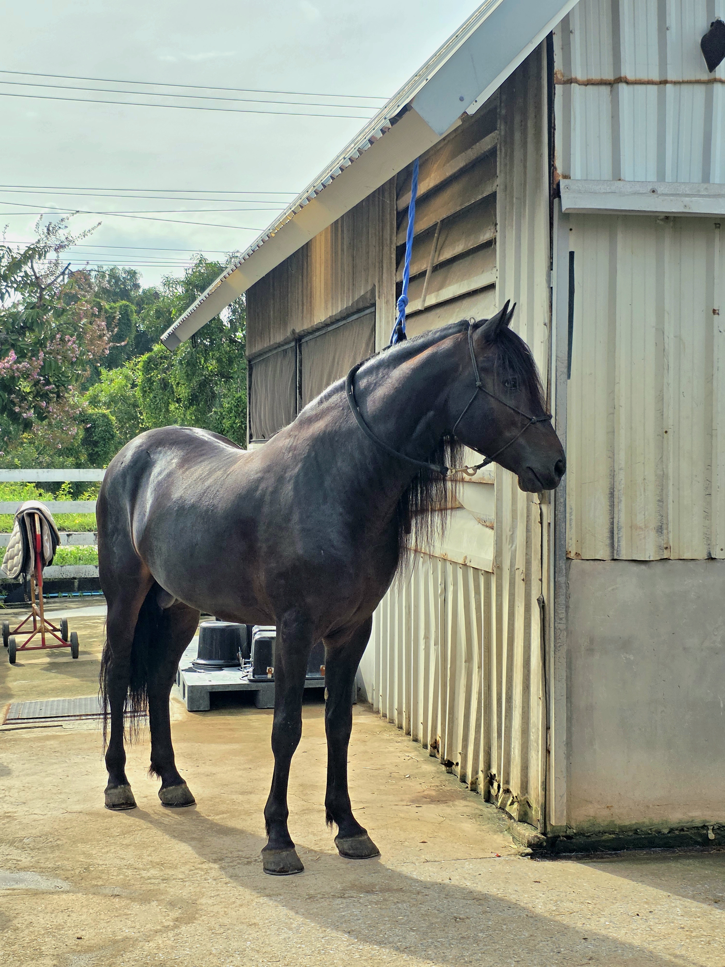 BHT Brave Horse Thailand