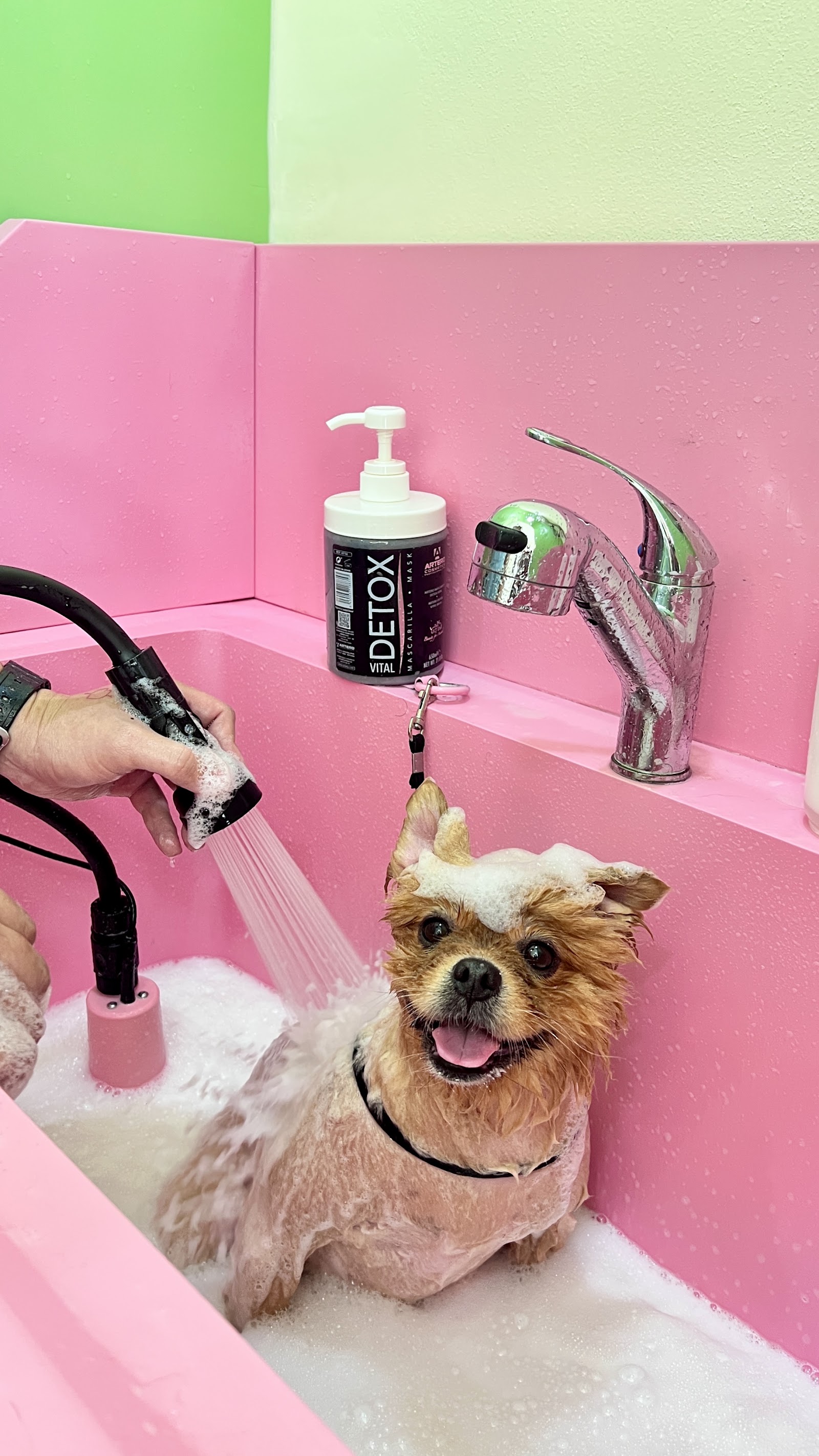 Blue Paws Grooming Studio
