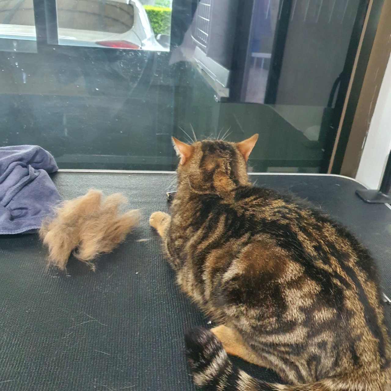 BLUEHOUSE PET GROOMING