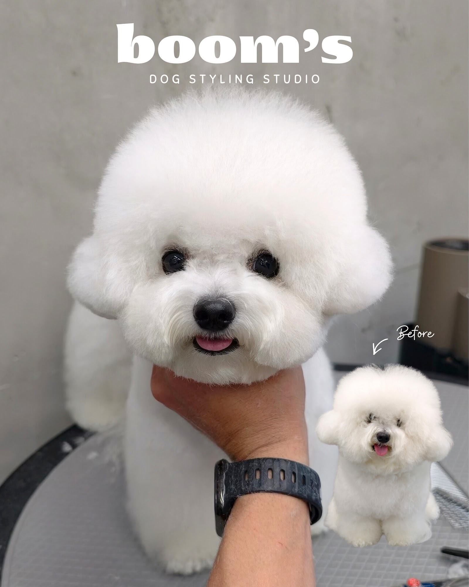 Booms Dog Styling Studio