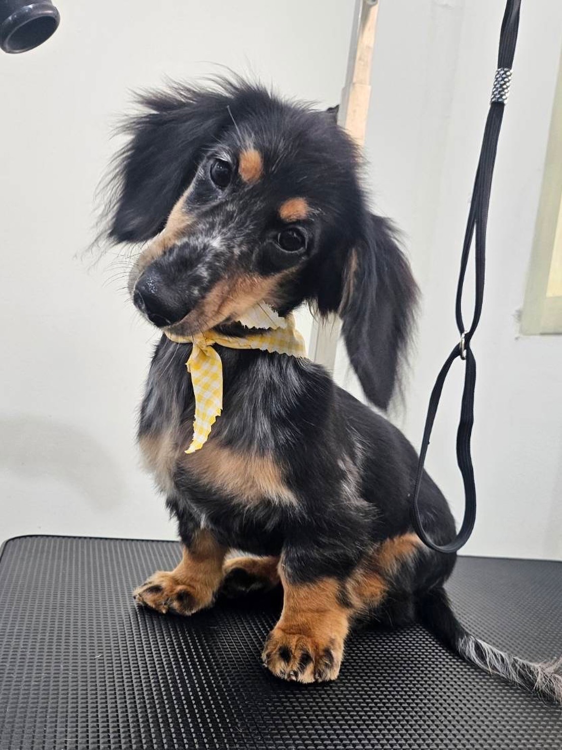 Buddy Pet Grooming
