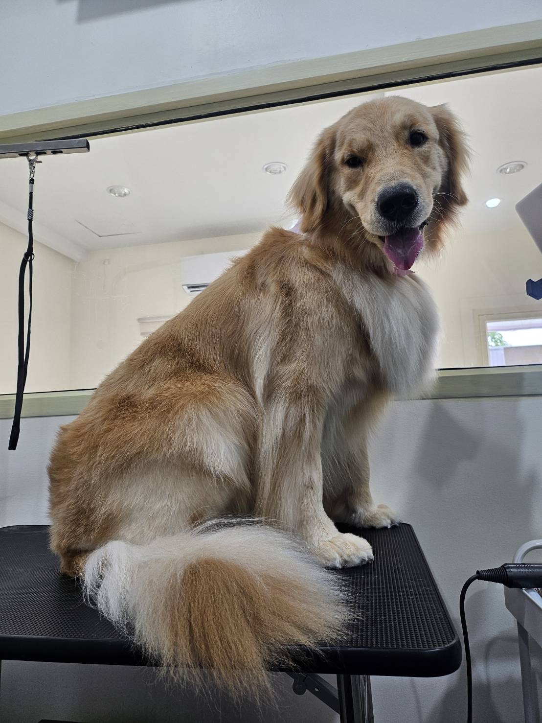Buddy Pet Grooming