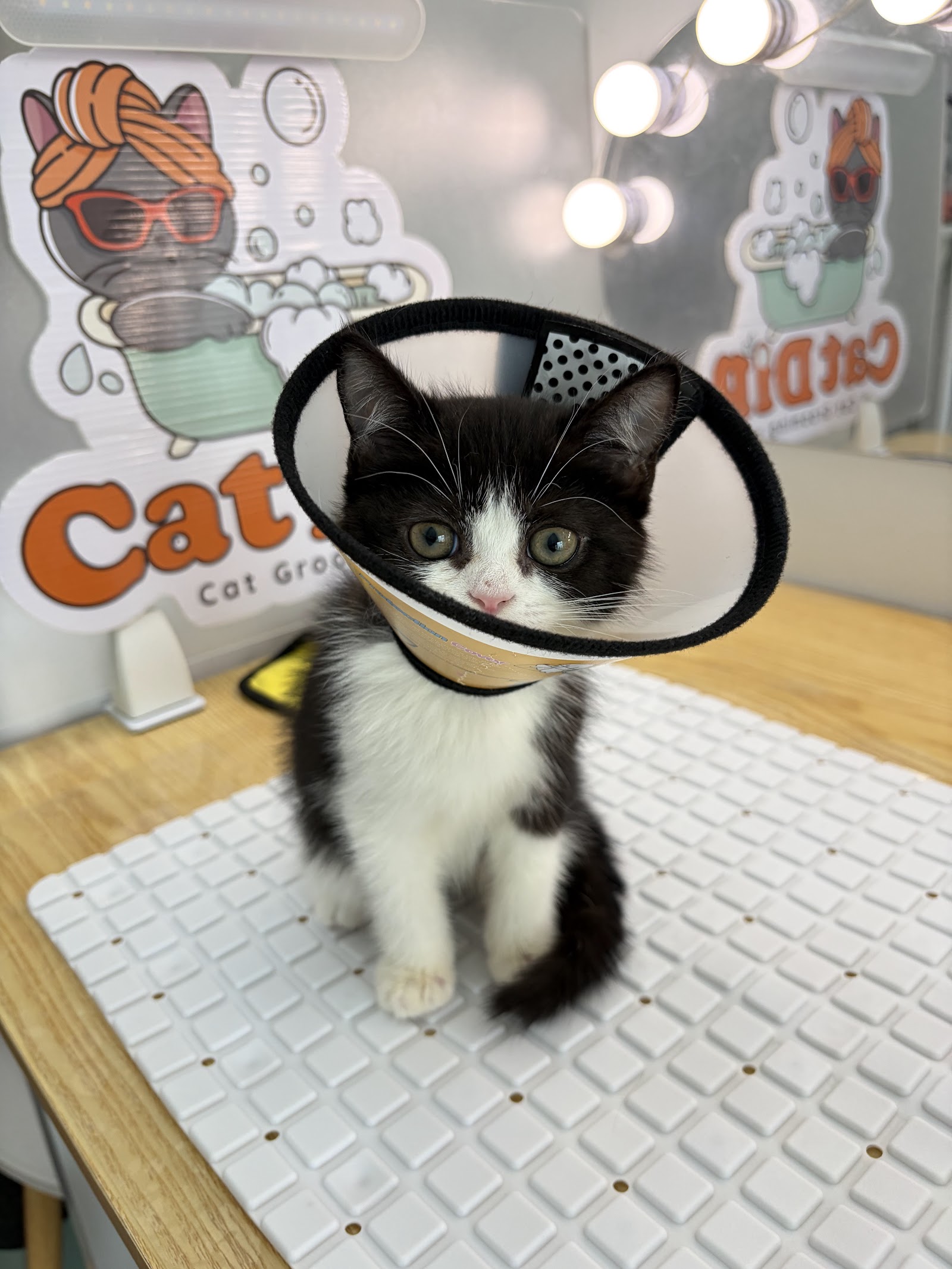 Cat Dip