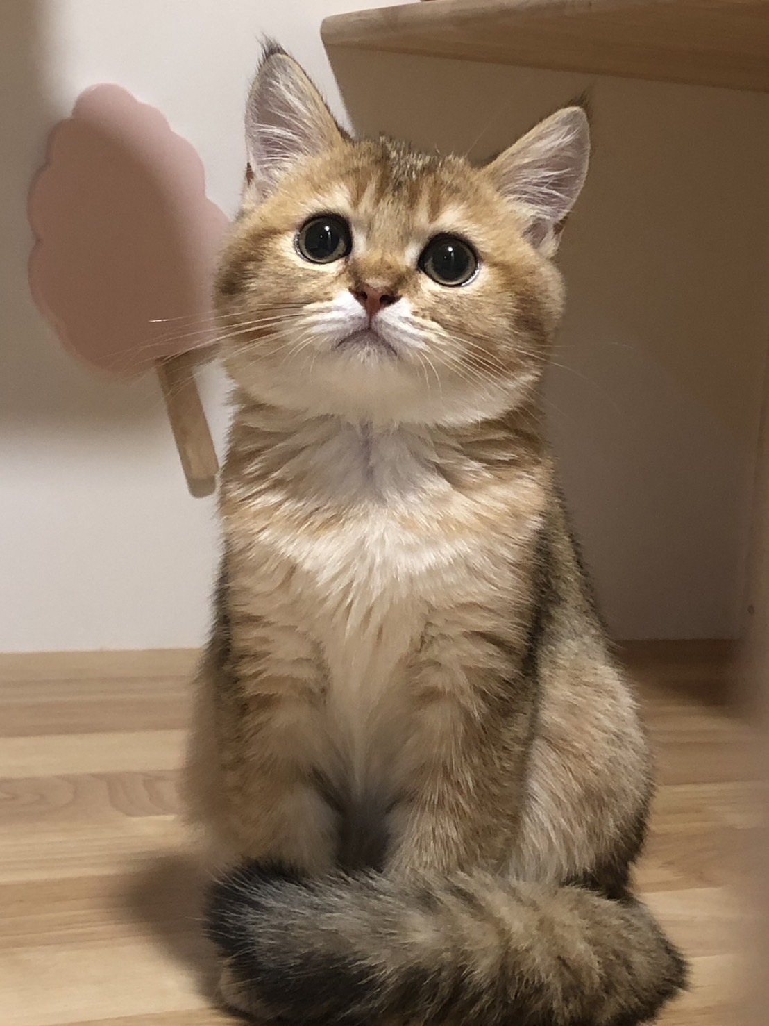 Catnap Cat Hotel