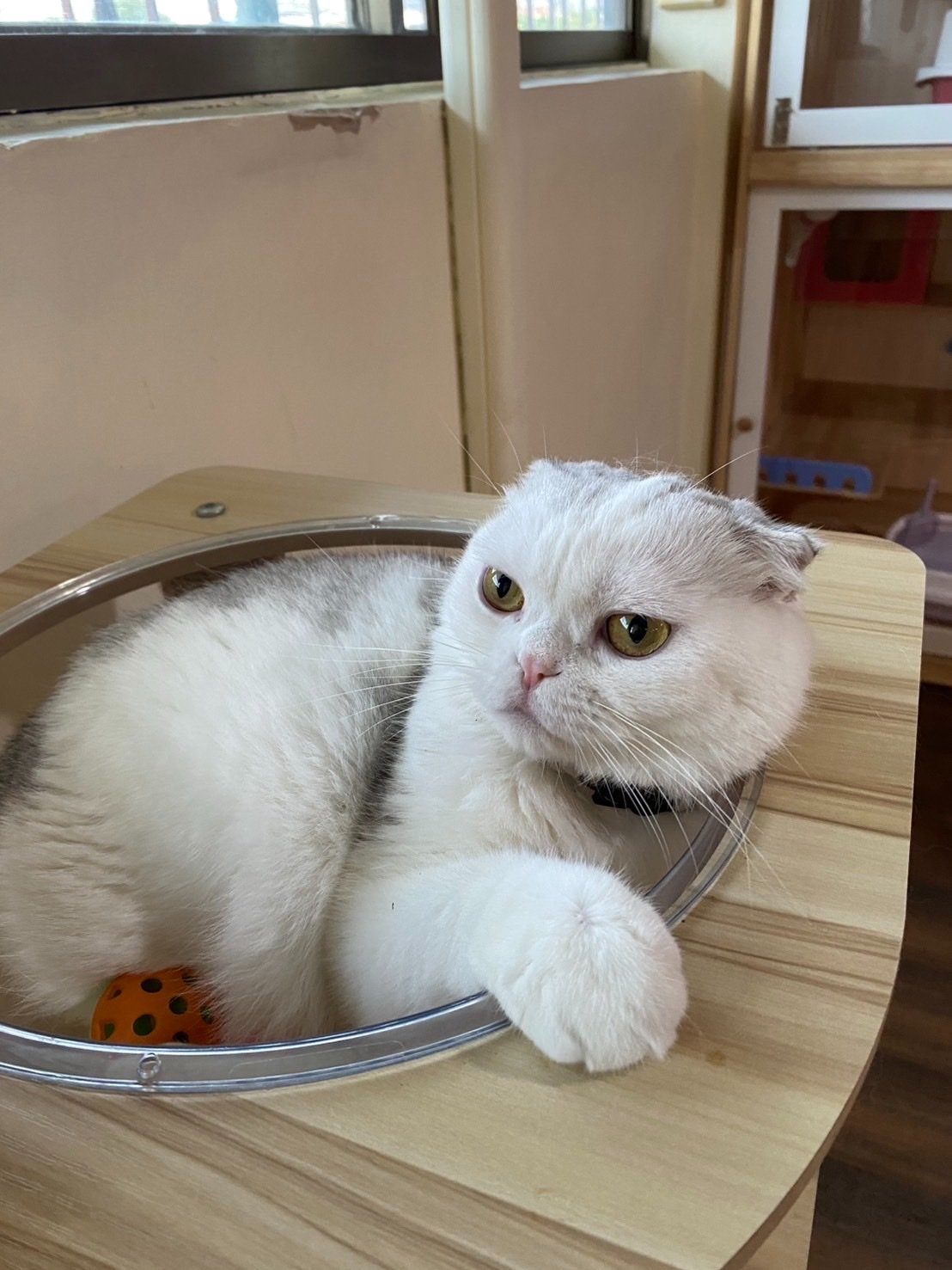Catnap Cat Hotel
