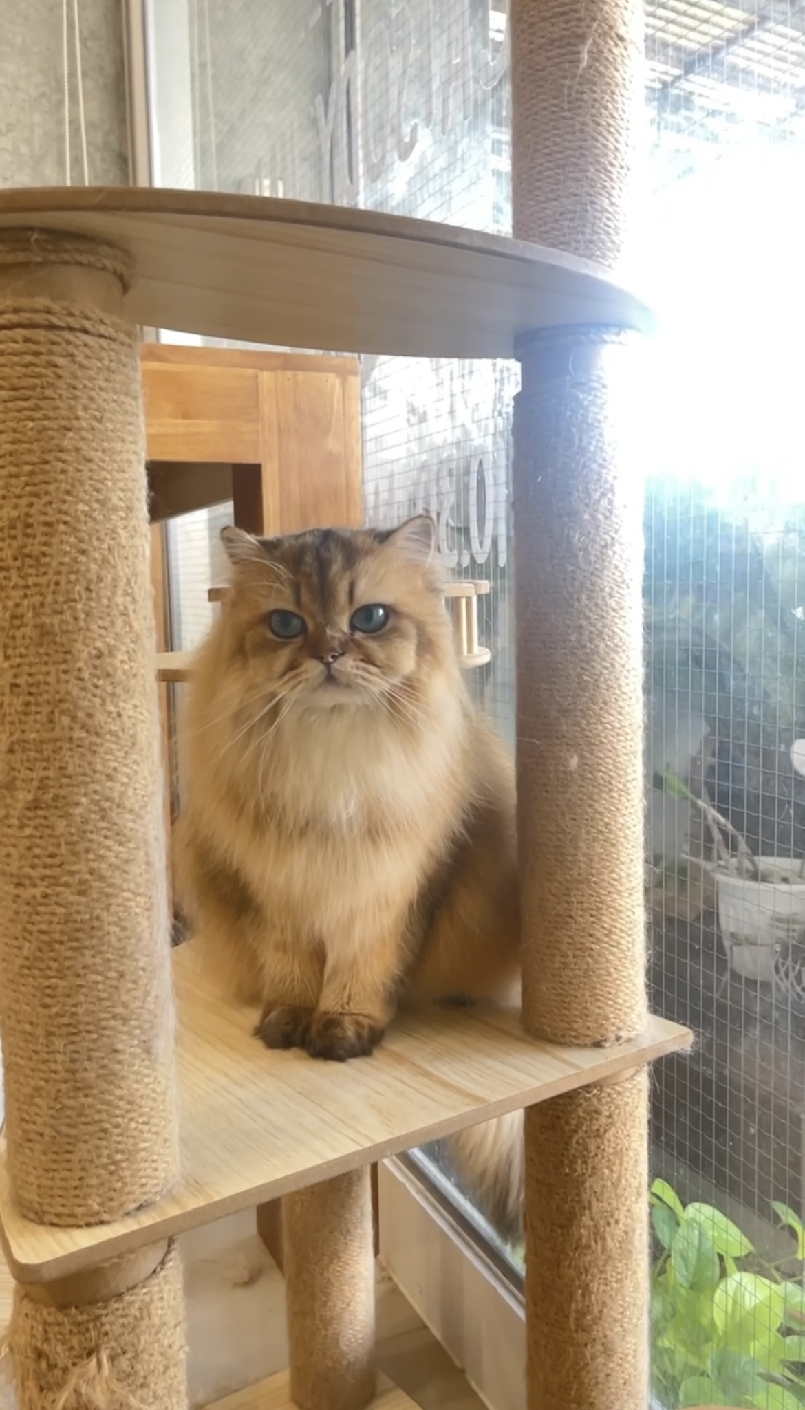 Catsody Happy Cat Grooming