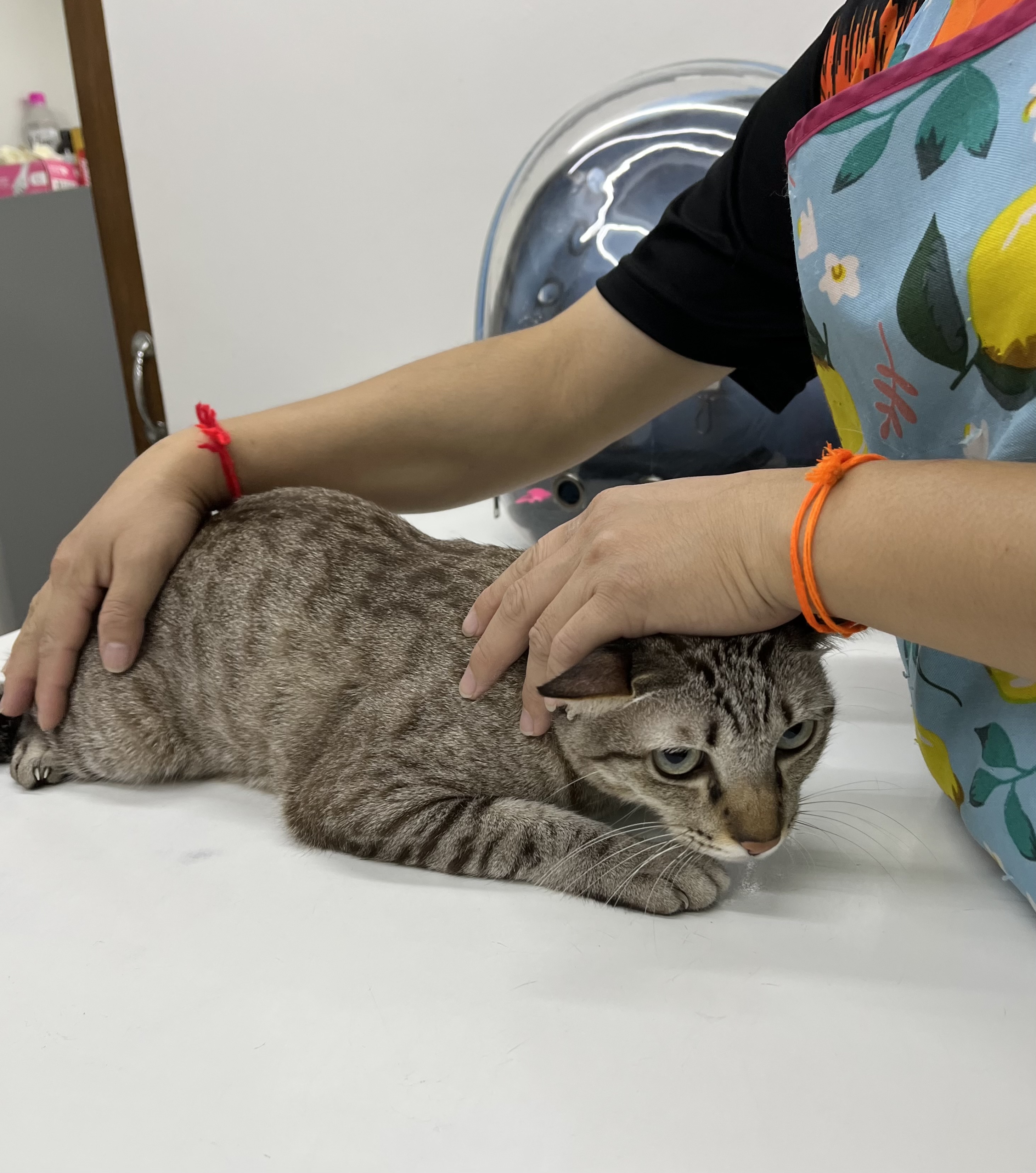 Charoen Nakhon Veterinary
