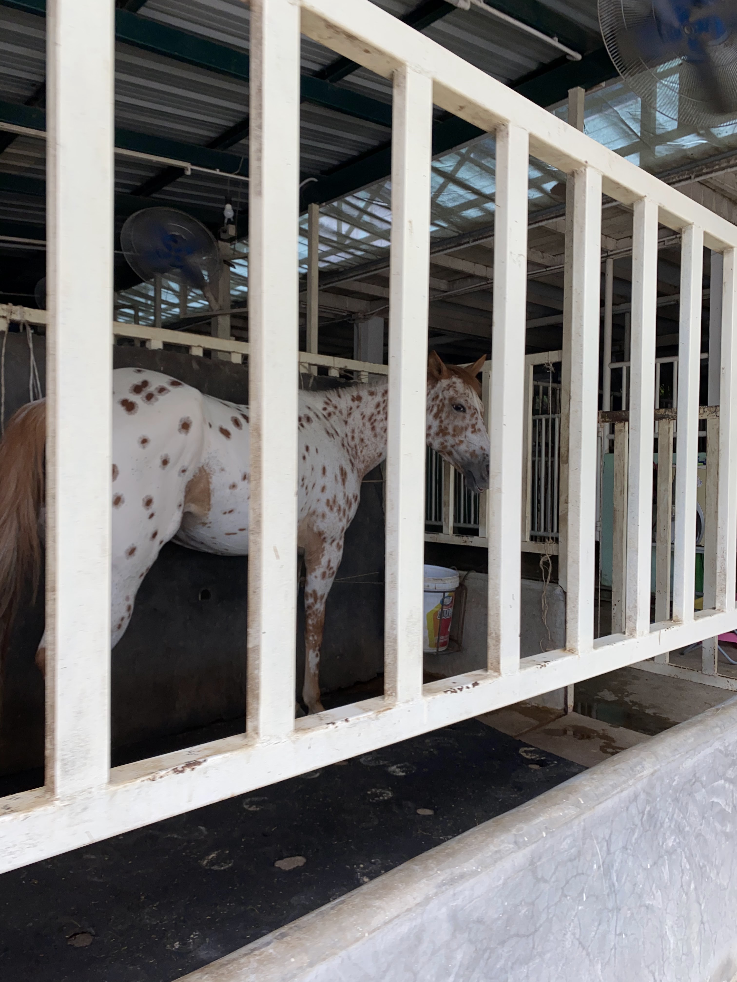 Chomview Bangkok Horse Sports Club