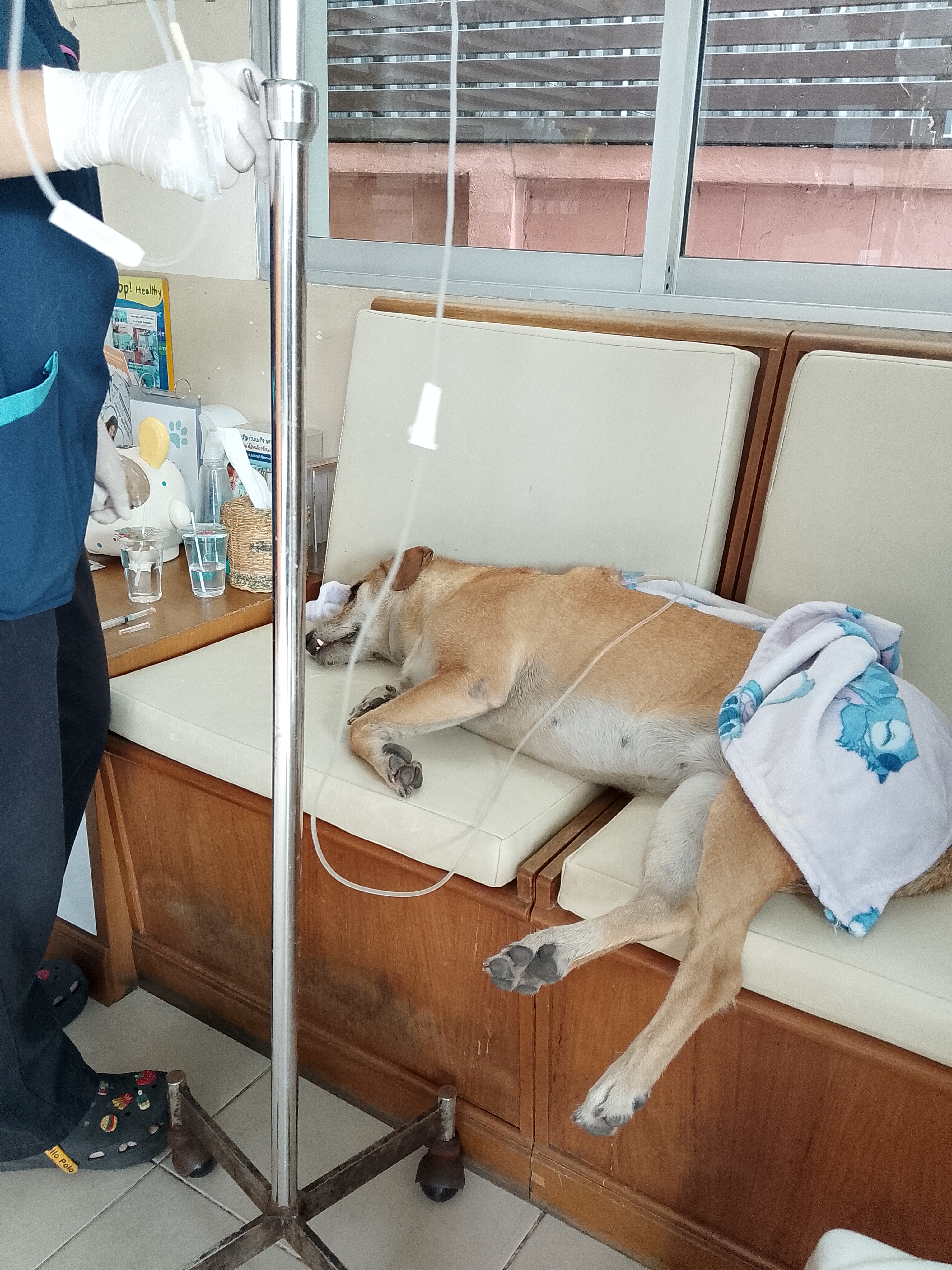 Dhammarak Animal Hospital