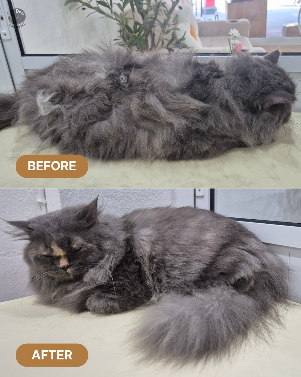 Dozy Cat Grooming & Hotel