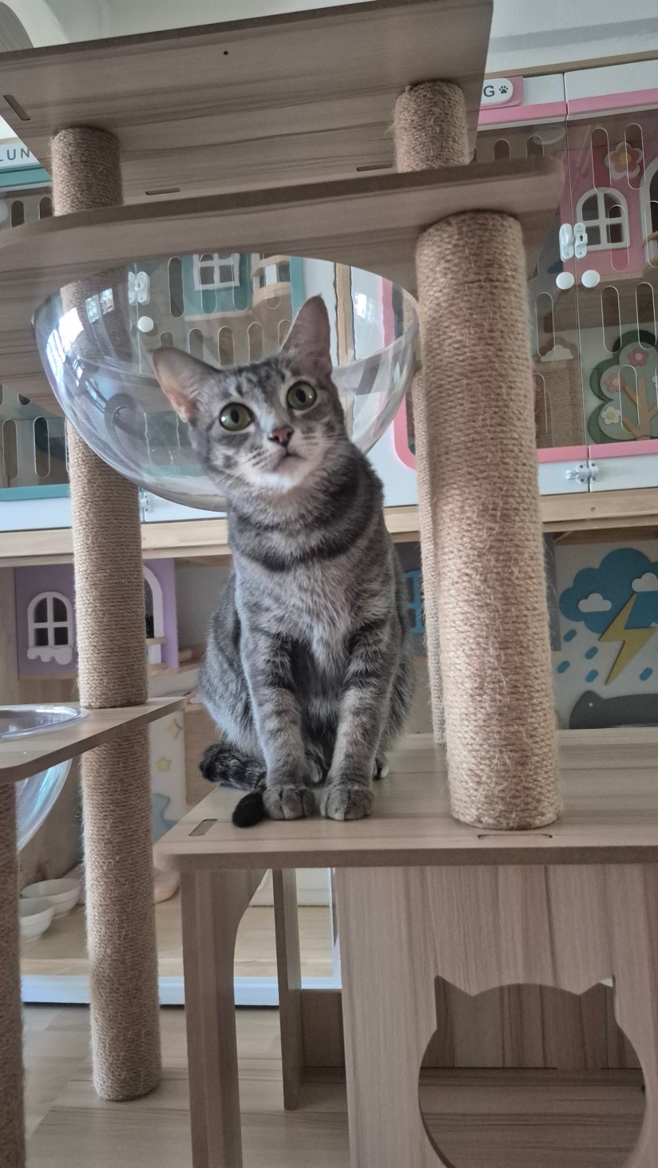 Dozy Cat Grooming & Hotel